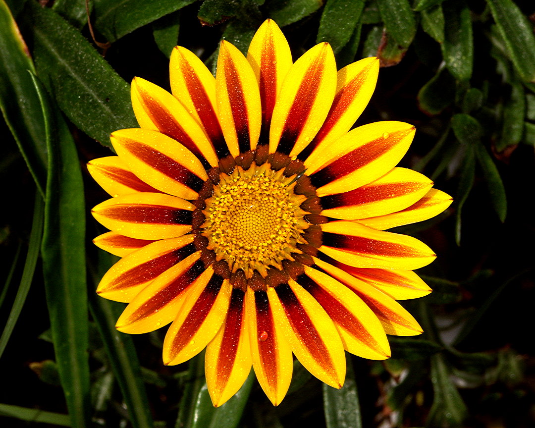 a striped sunflower blooming in a green area