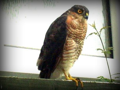 an image of a falcon sitting by itself