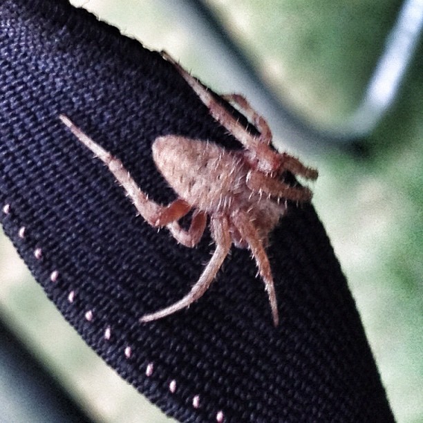 a spider sitting on a black fabric with a blurry background