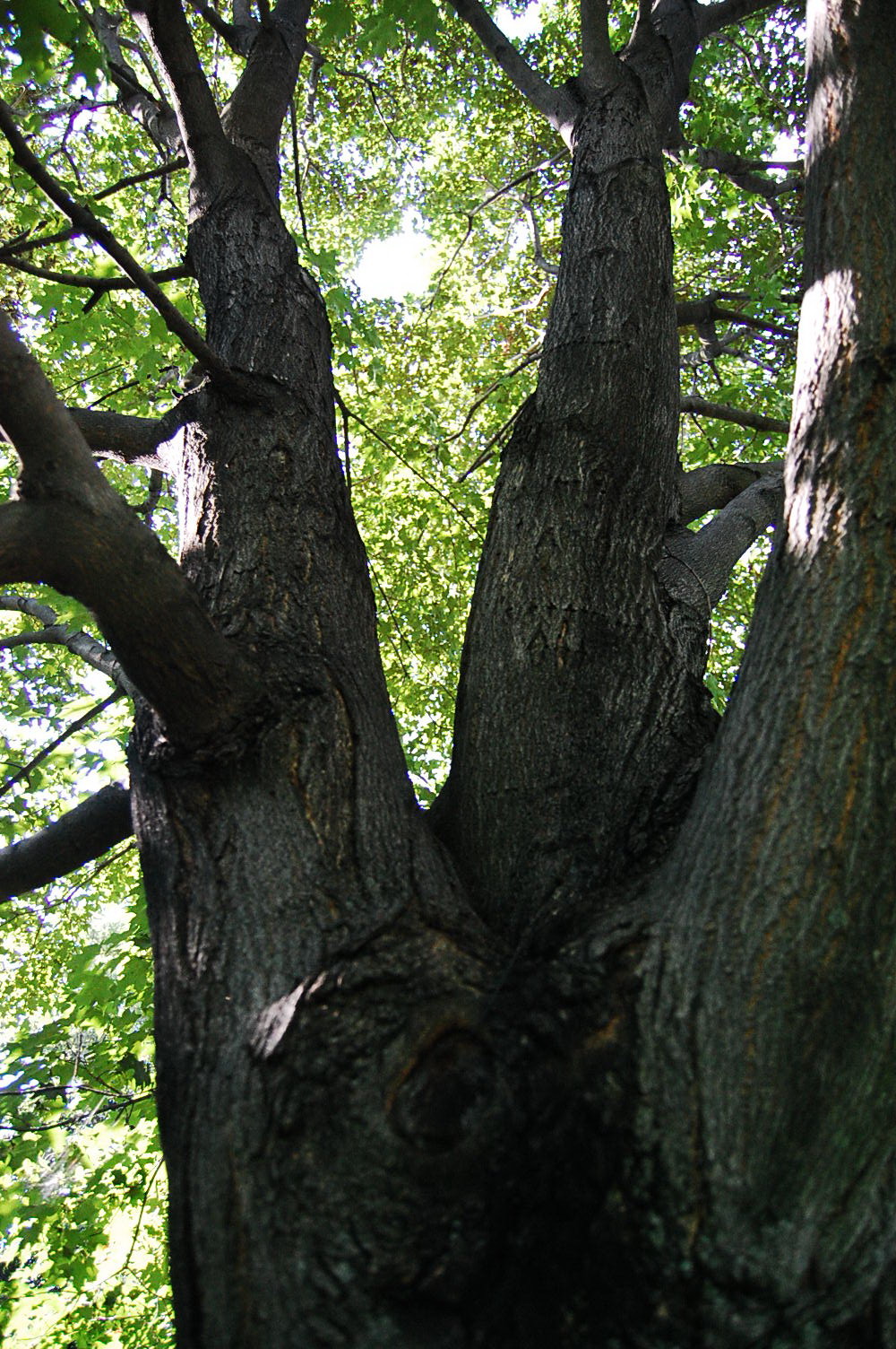 the trunk and nches of a tree with leaves surrounding