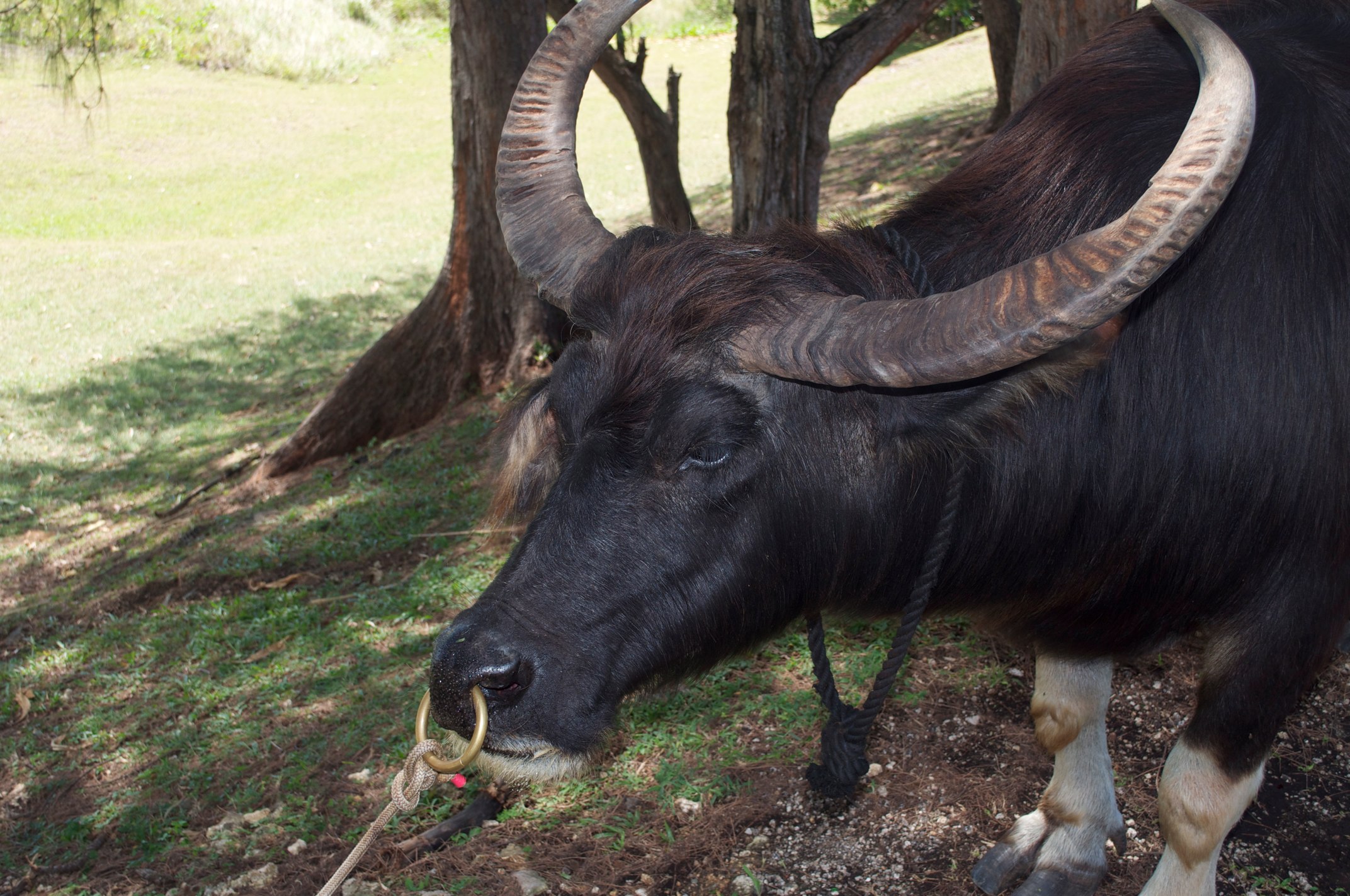 an animal that has long horns is walking