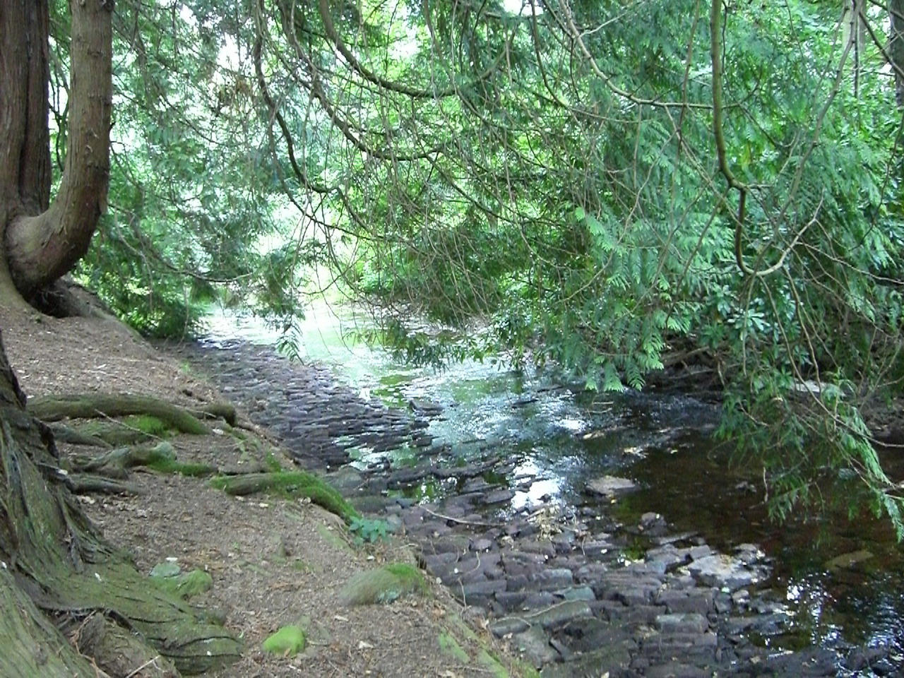 a stream running through a forest covered in foliage