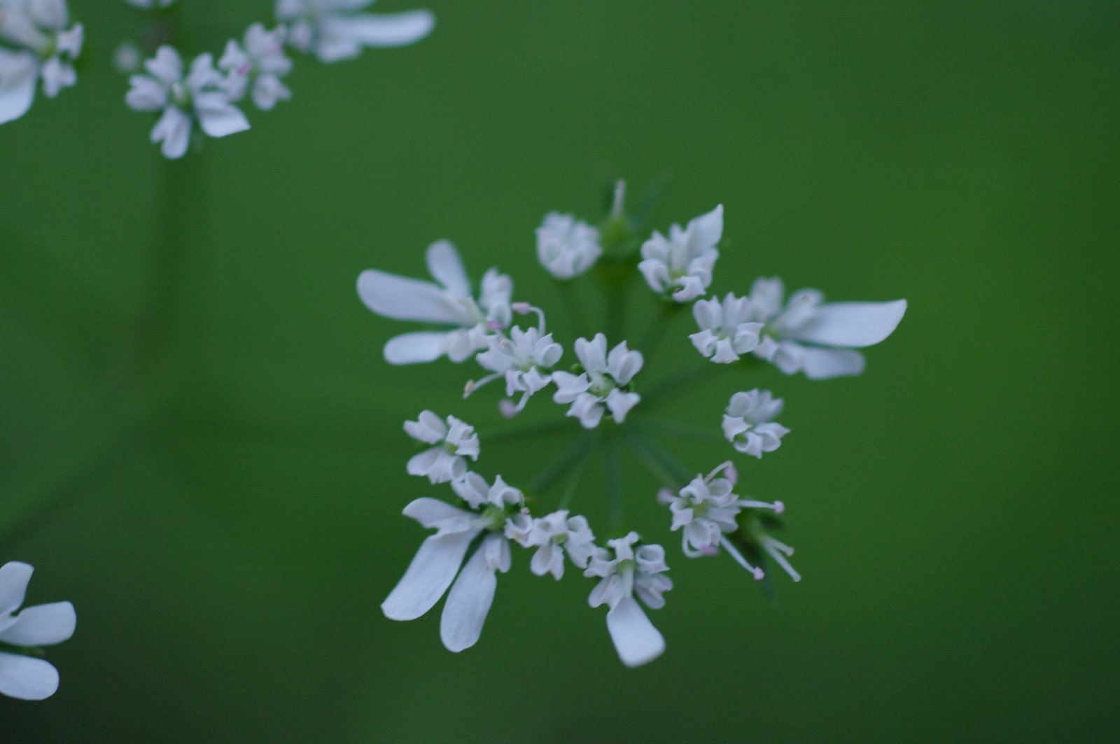 some white flowers that are in some water