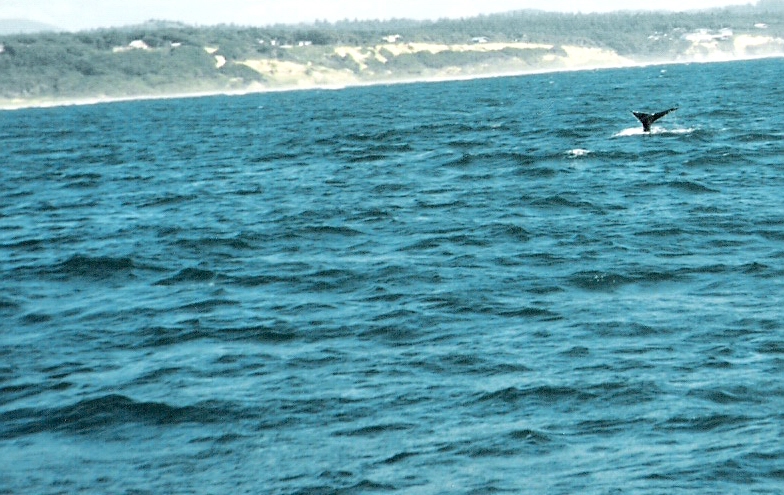 an animal is flying low over the water