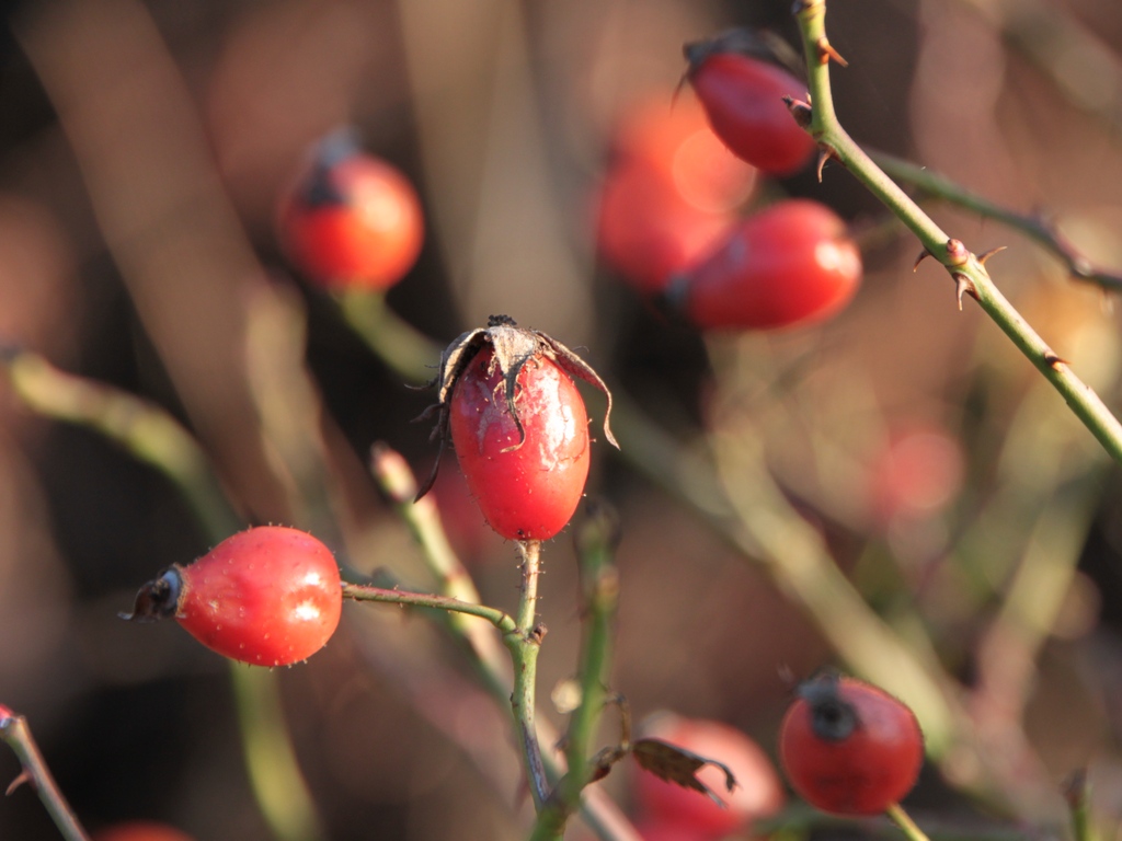 some small red berries sitting on the stem of a tree