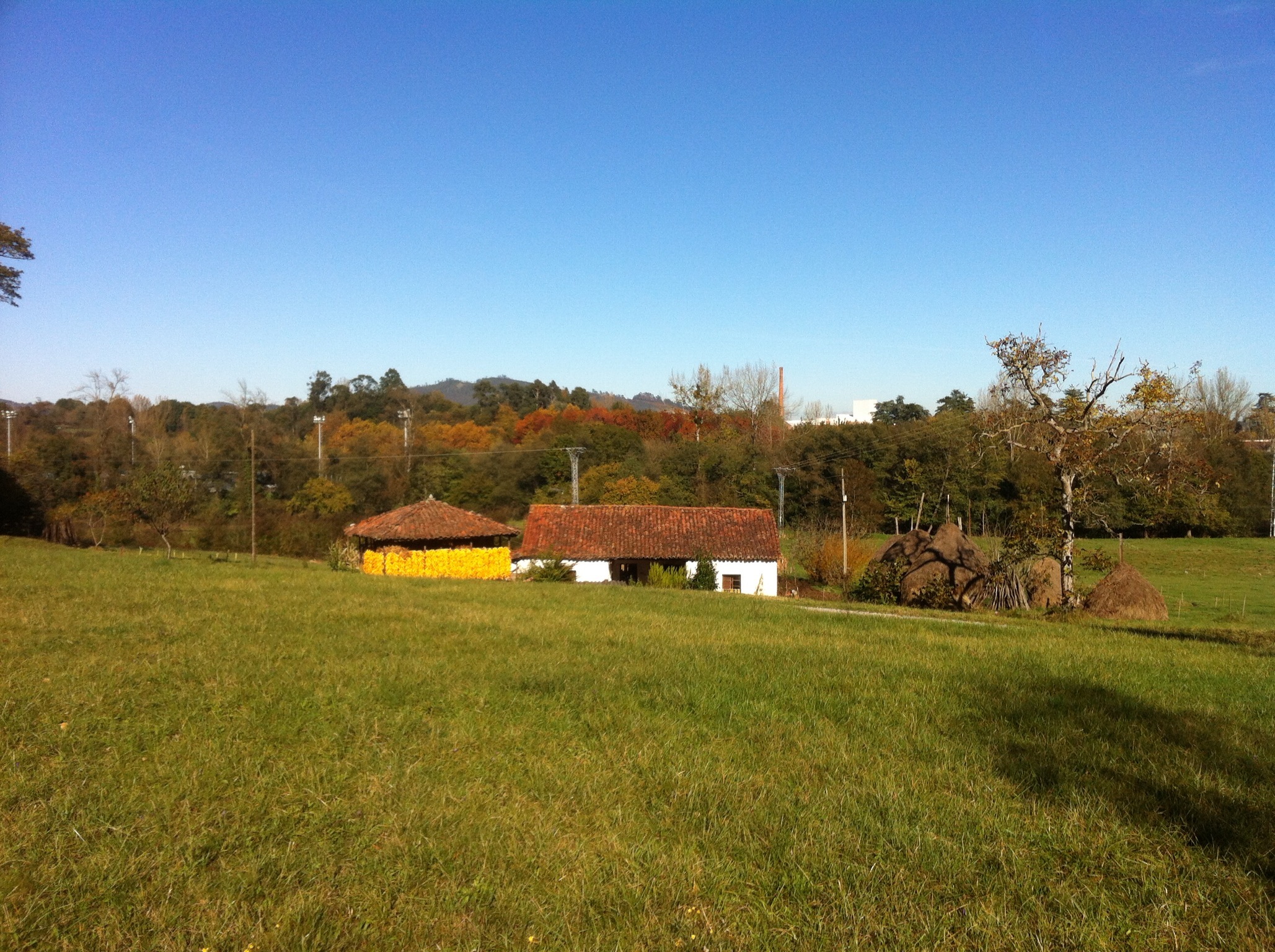 an area with grass and lots of trees