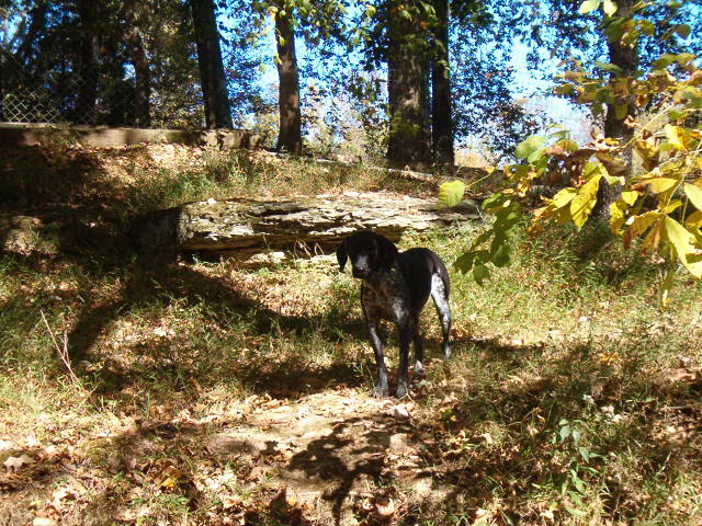 a dog standing alone in the woods next to a fallen tree
