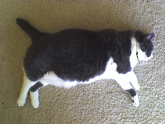 a black and white cat is laying on the carpet