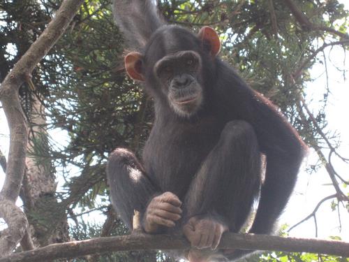 a monkey sitting on the limb of a tree