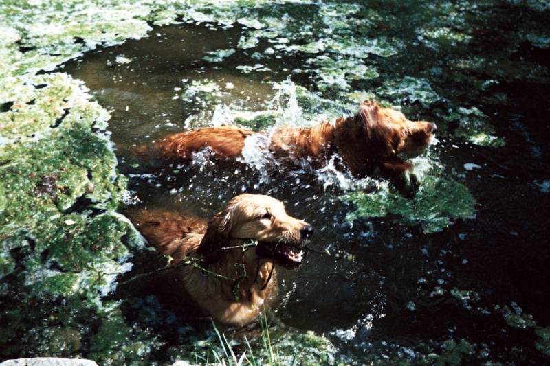 a brown dog is playing in a body of water