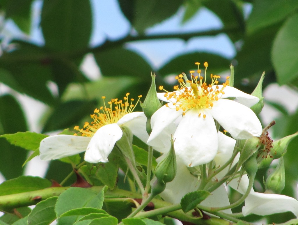 an overexposed picture of white flowers on a tree