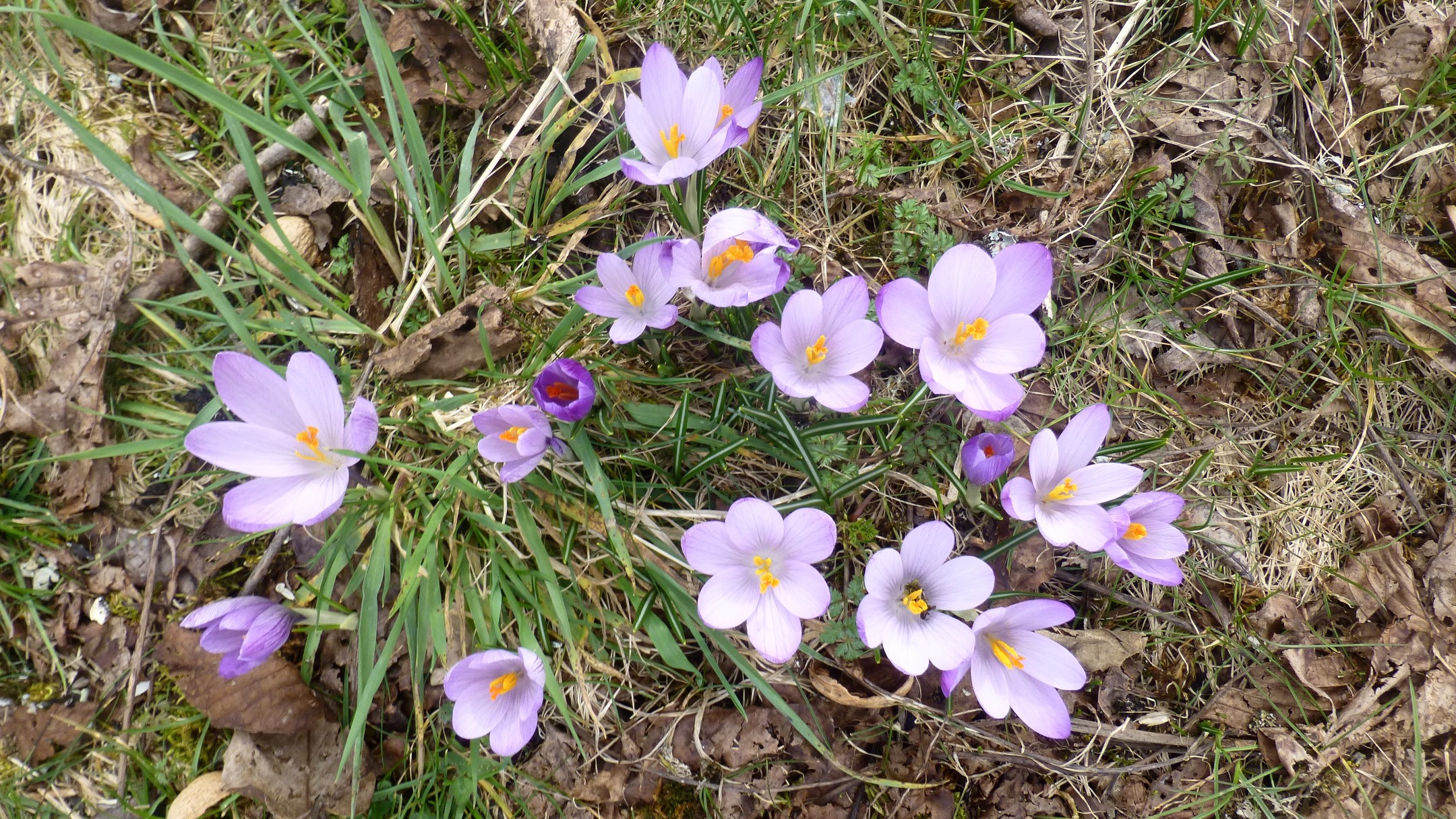 some purple flowers that are laying on the ground