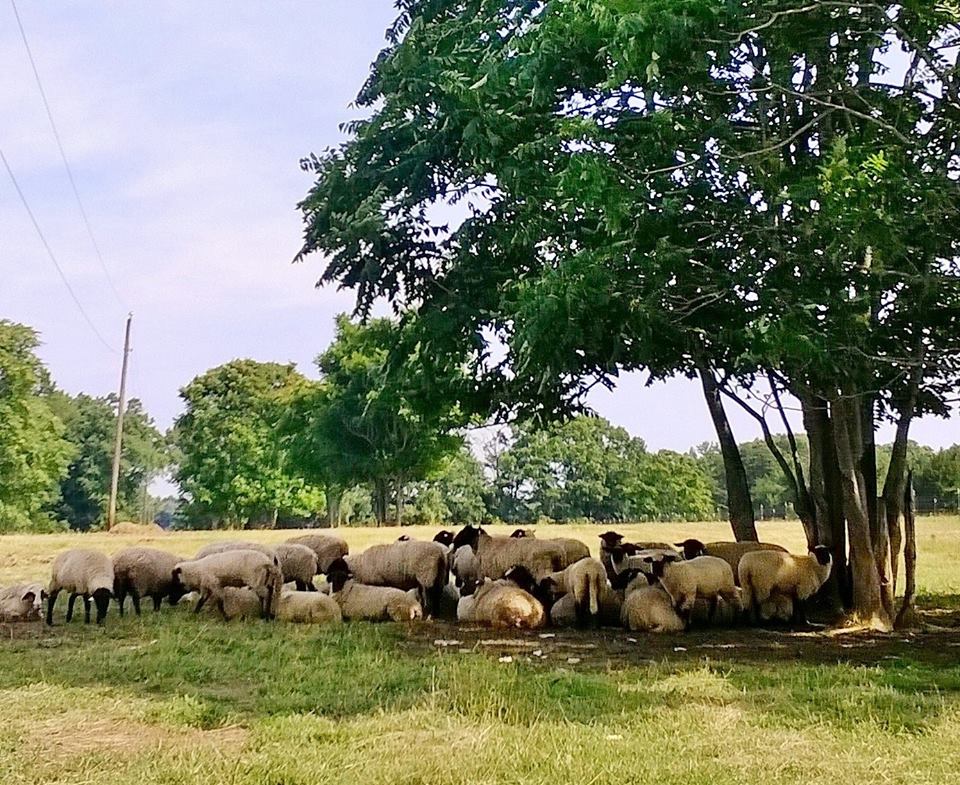 some sheep are huddled under a tree on the grass