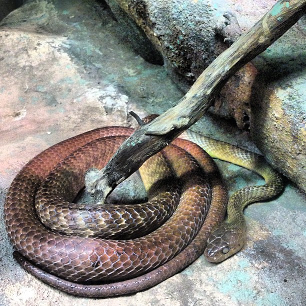 three snake curled up in a circle