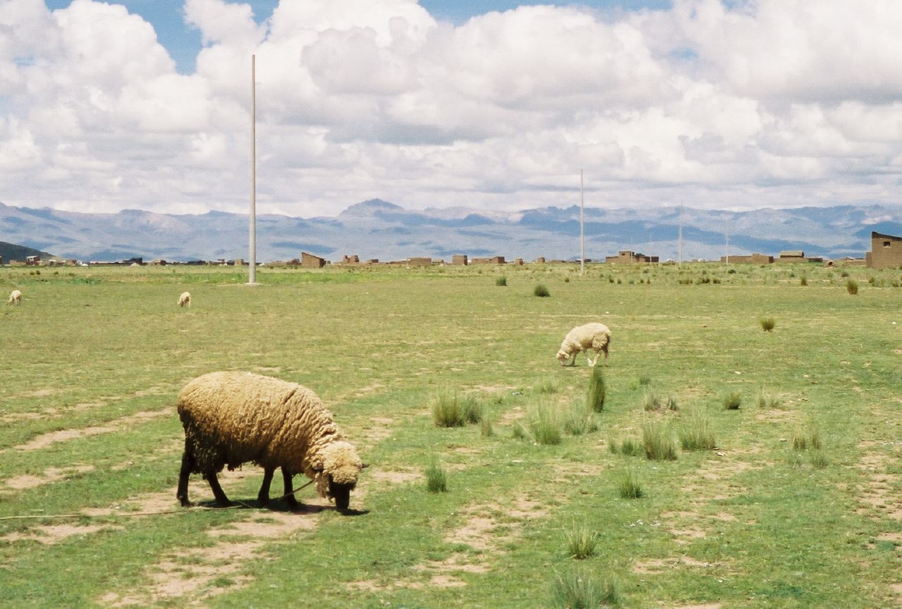 there are many sheep grazing in this field