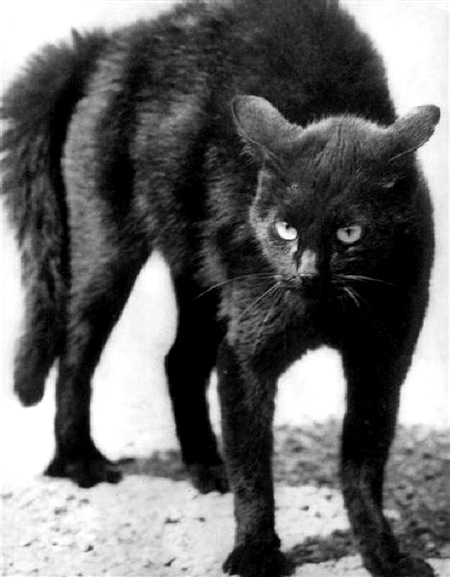 an old po of a black cat
