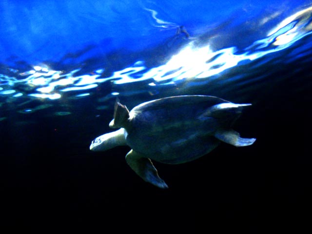 a turtle swimming under water in an aquarium