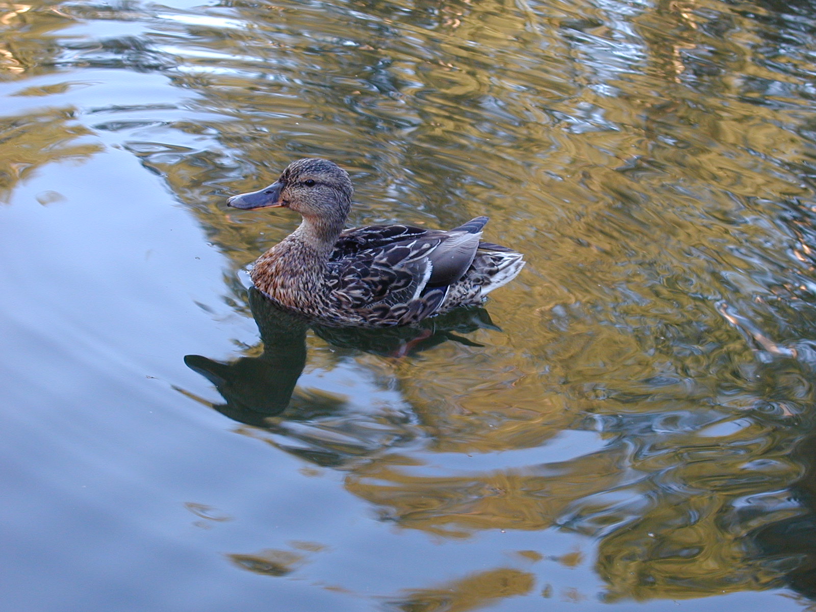 the duck is floating in the water alone
