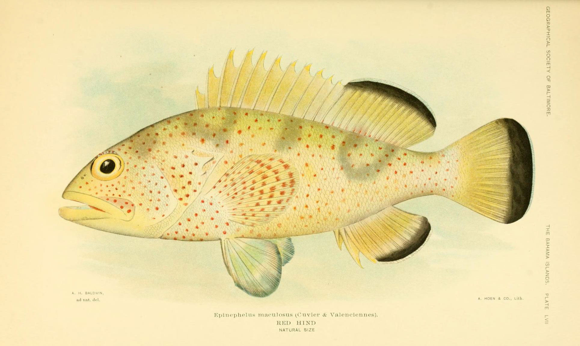 a fish is shown from the book aquins fish