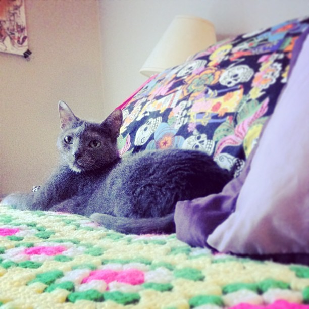a cat laying on top of a bed next to pillows