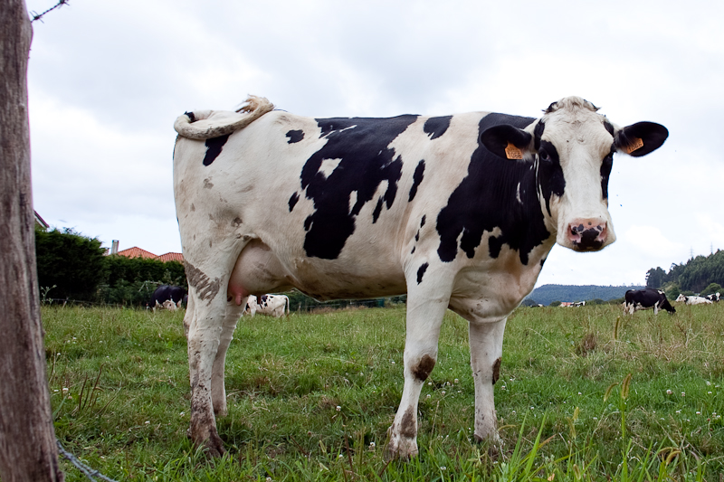 a white and black cow standing in a pasture with other cattle
