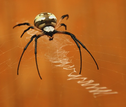 a close - up of a brown spider with a shiny ball in its stomach