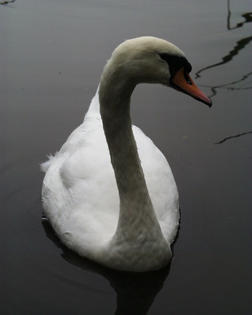 a white swan swimming in water next to a tree