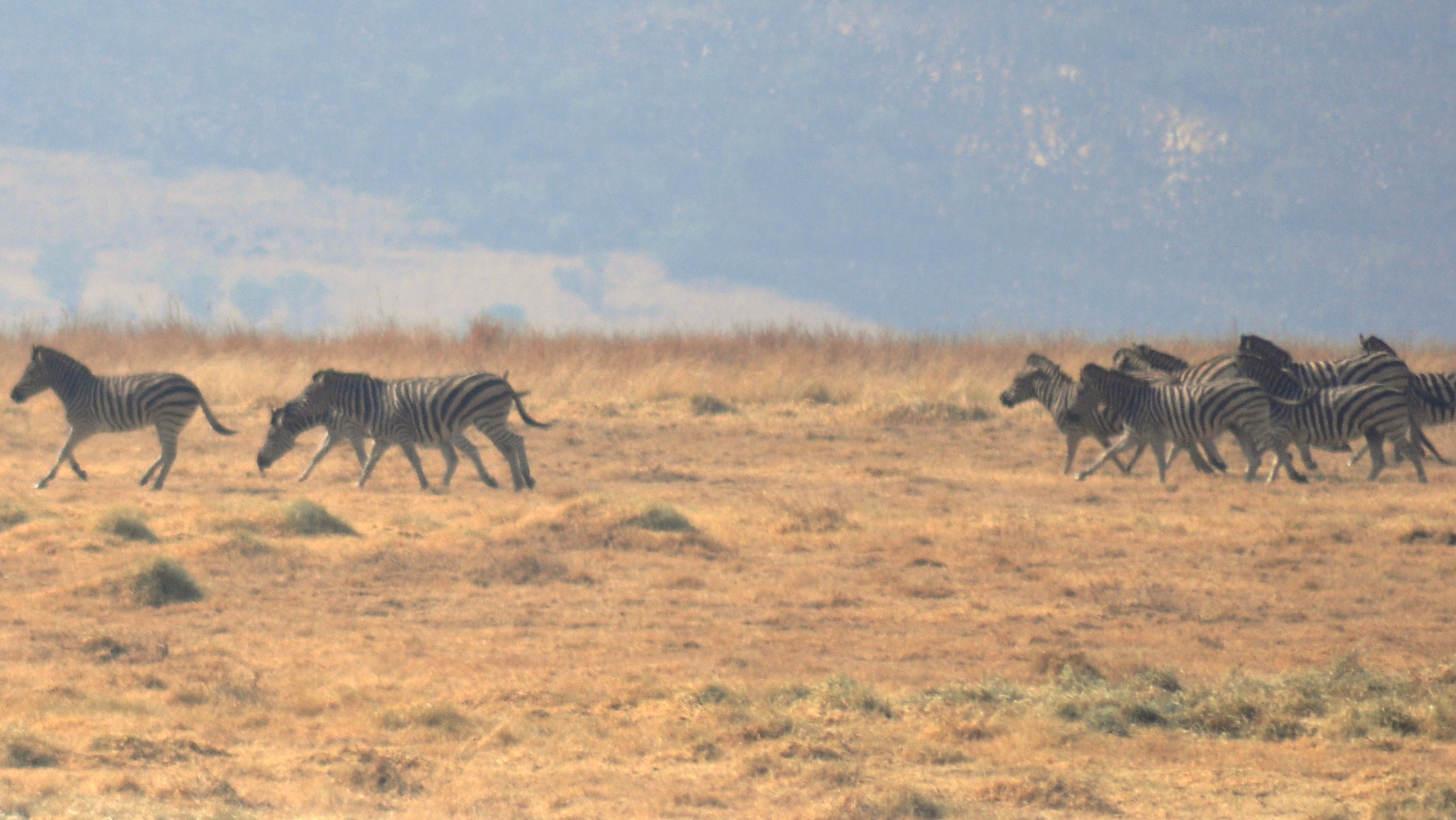 the herd of zes is running together on the grassy plains