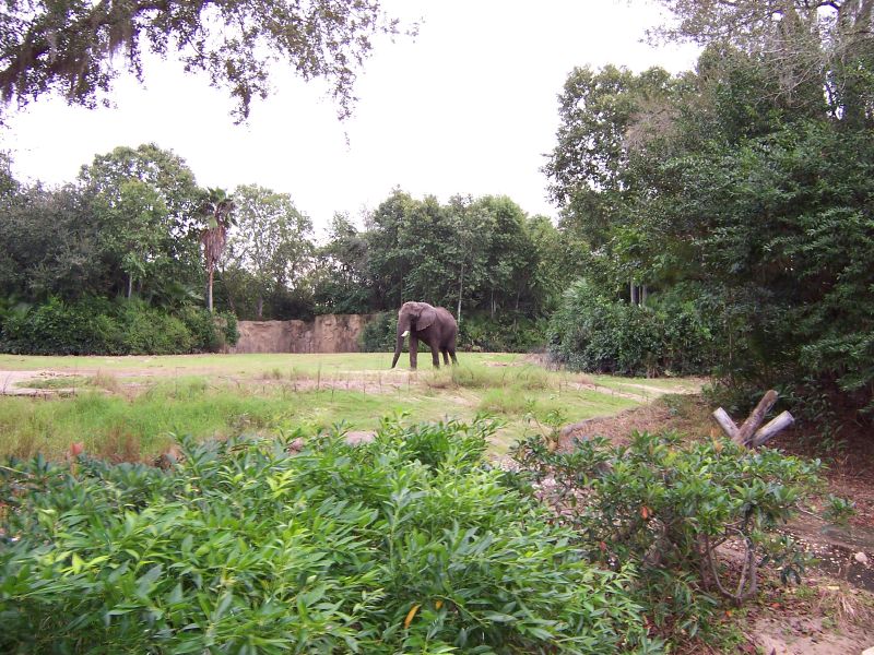 an elephant in an enclosure with trees and grass