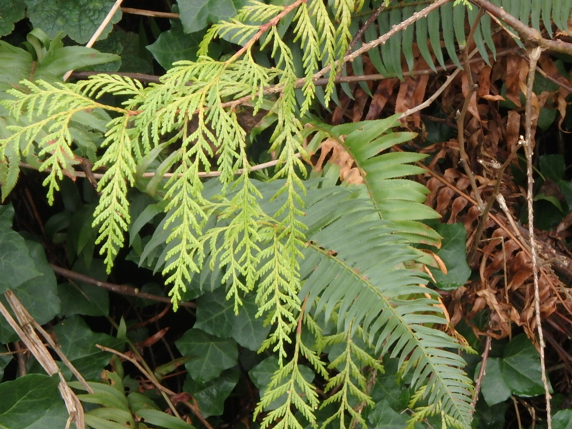 green leaves are shown against the backdrop of foliage