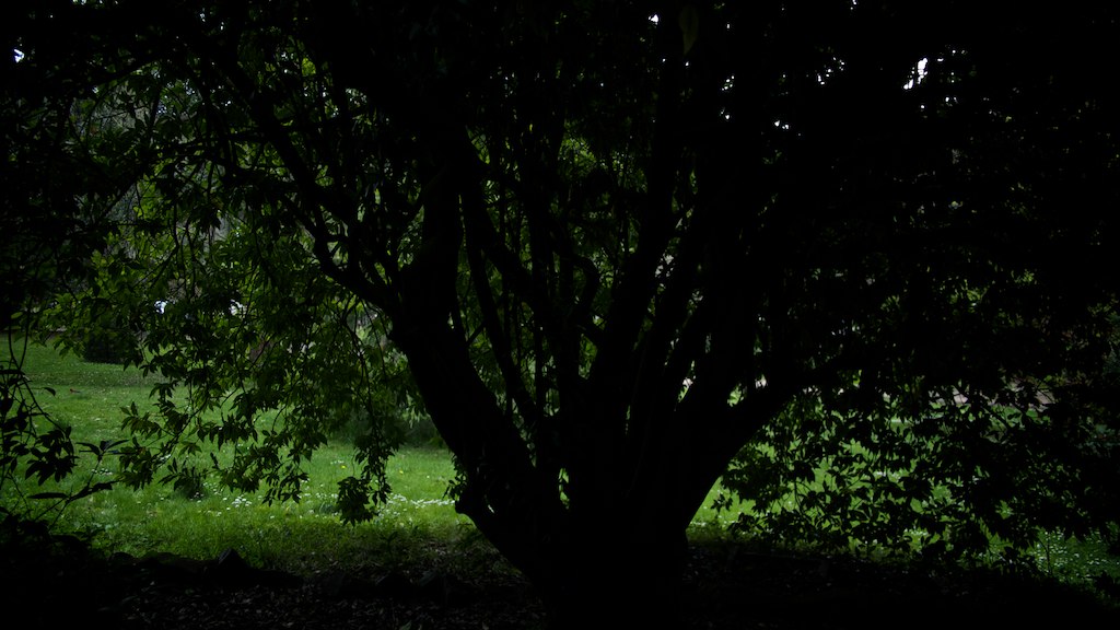 a dark night scene of a tree and some green grass
