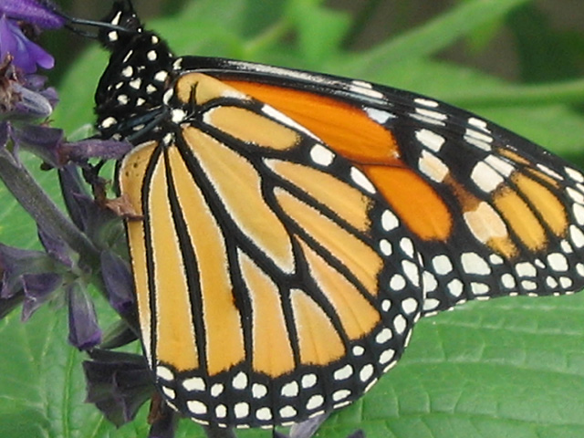 a monarch erfly resting on a flower in a garden