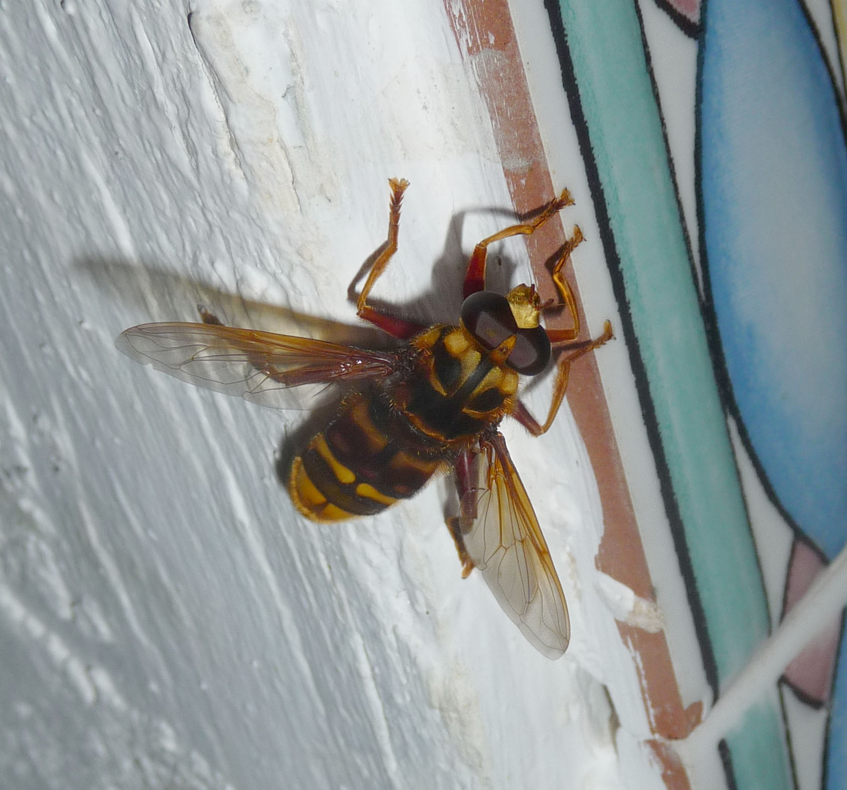 the bee is on a wall with it's wings spread