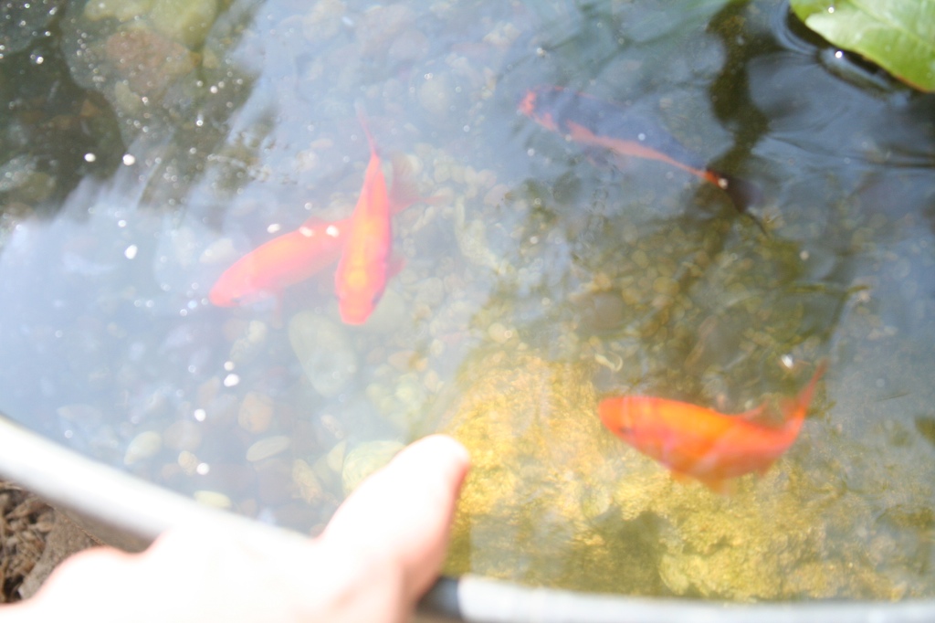 a person holding a remote control in a fish pond