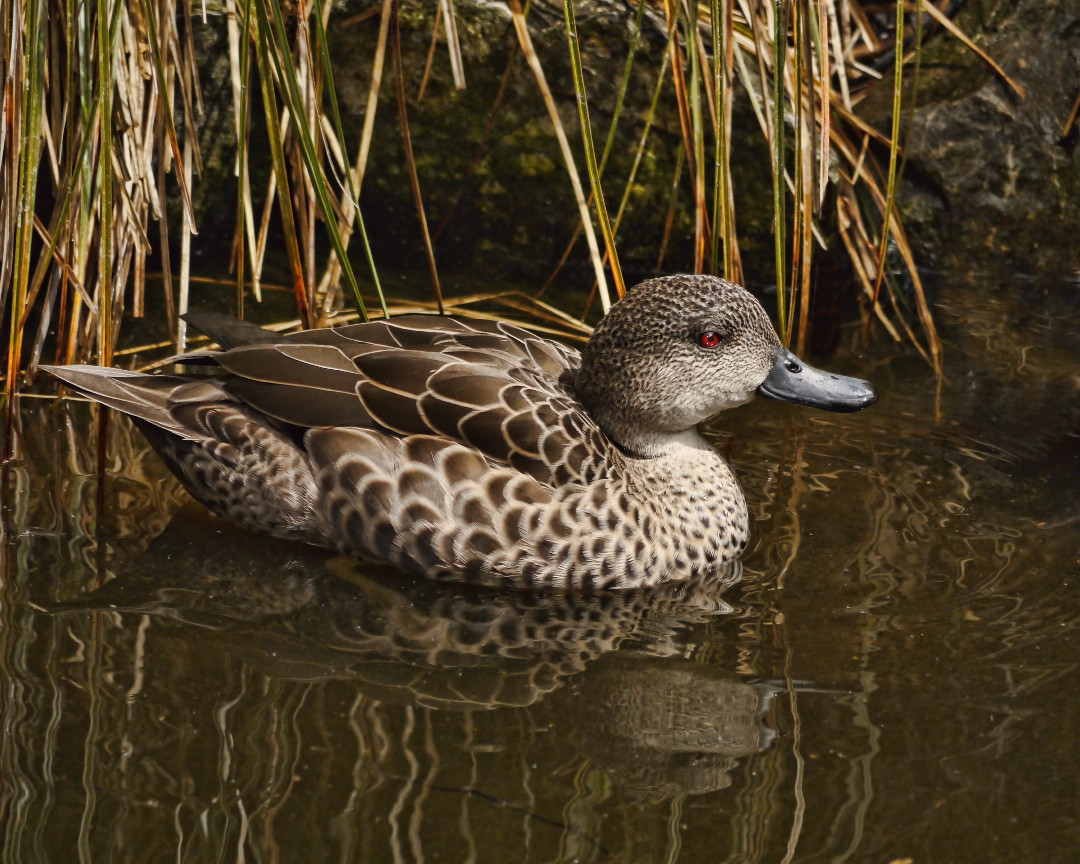 a duck floating on the water with grass in the background