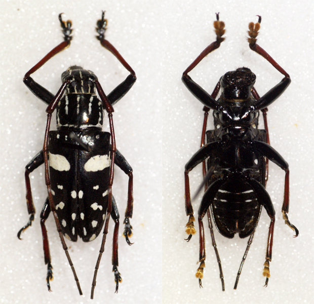 two black bugs with different parts standing next to each other