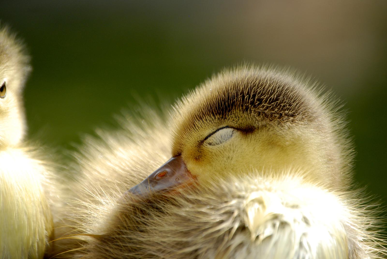 a young duck is sleeping with the other chicklings