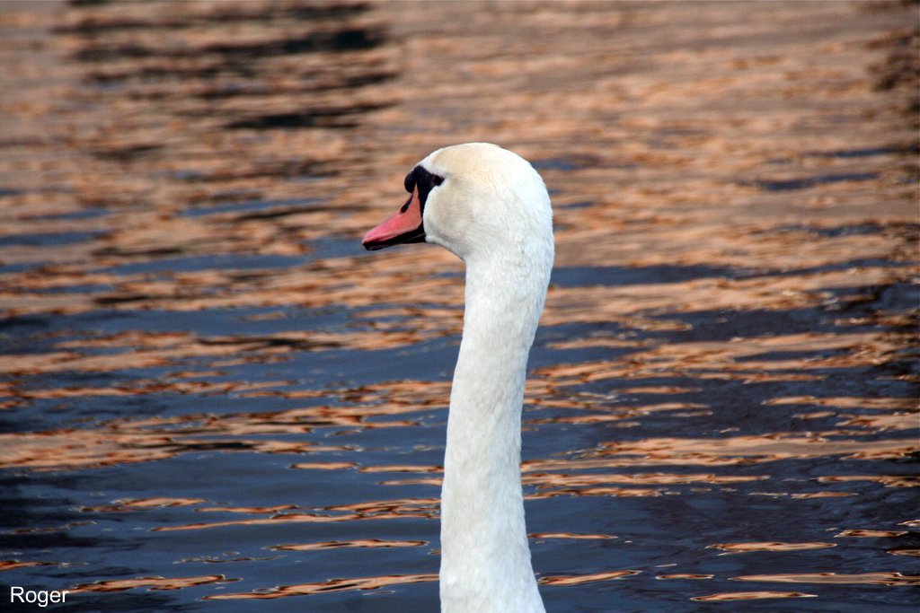 a white swan floating in the water on a lake