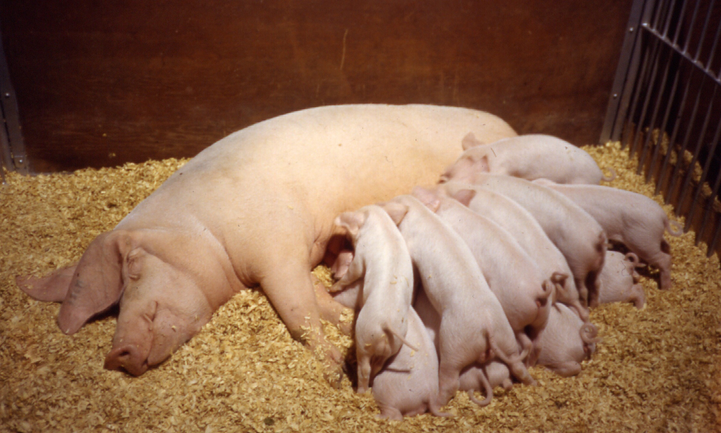 a group of pig laying on top of hay
