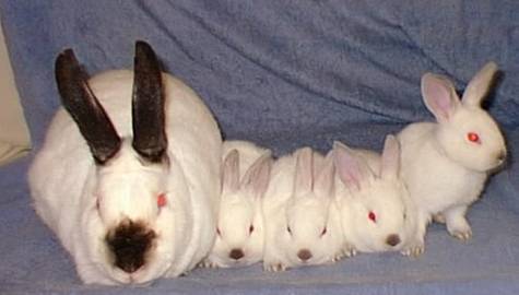 rabbits gathered around in a row on a blue cloth