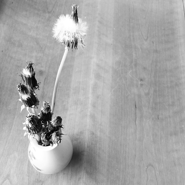 black and white pograph of a small vase of plants