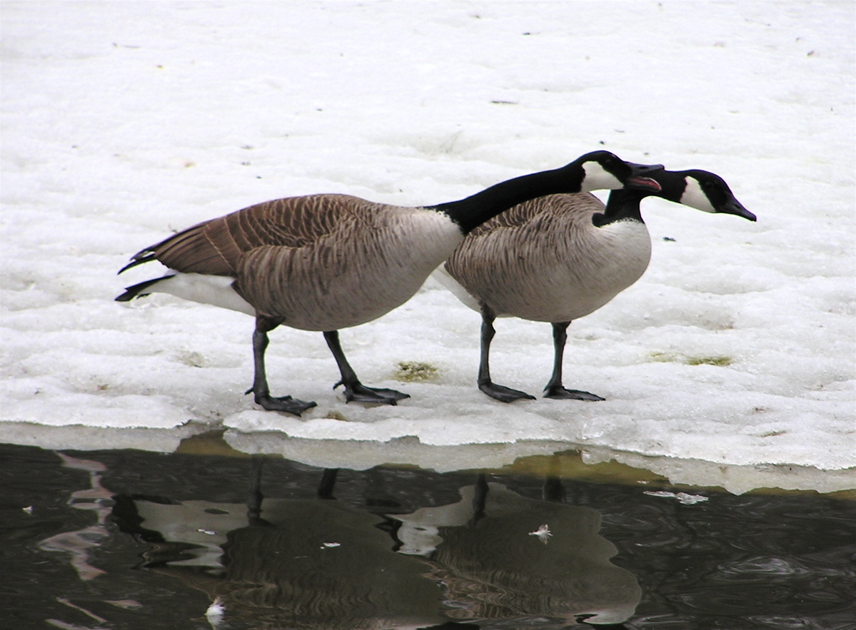 the two geese stand in the ice while facing opposite directions