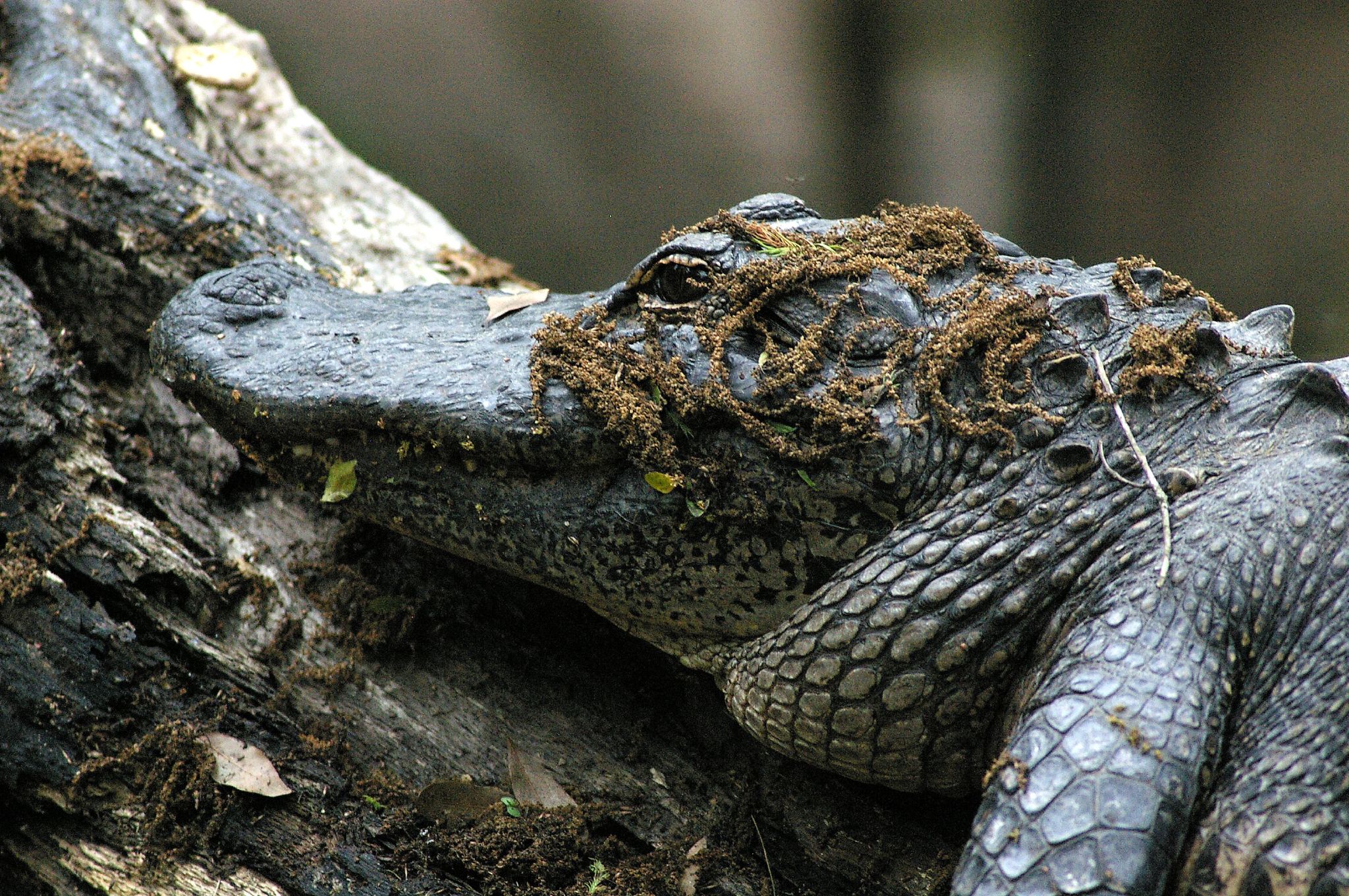 a large, horned animal resting in a tree