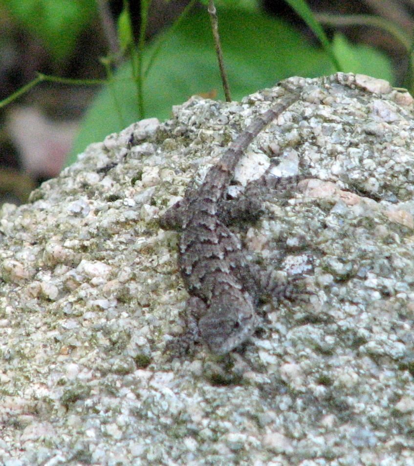 a small lizard sitting on top of a rock