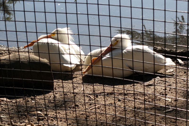 several pelicans sit in the sand near a body of water