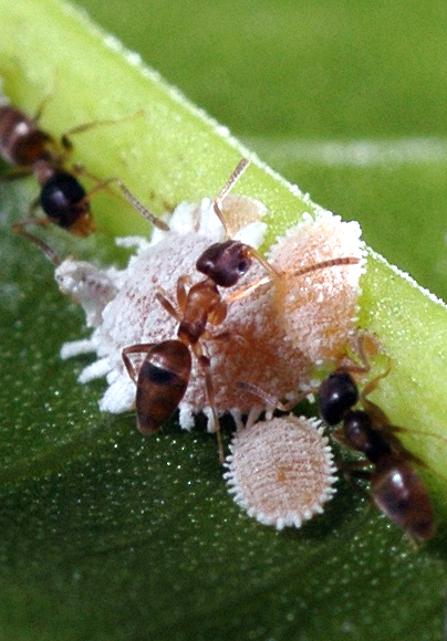 several brown and white ants on the edge of a leaf