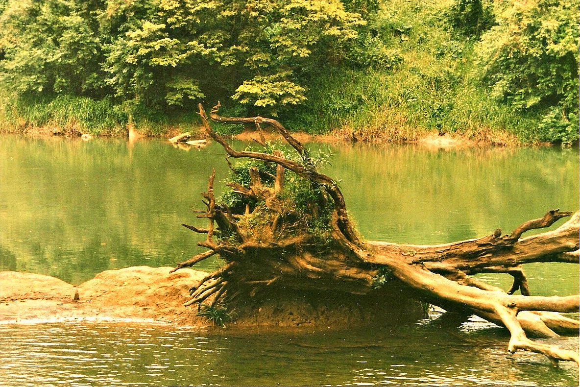 a fallen tree in the water by a lake