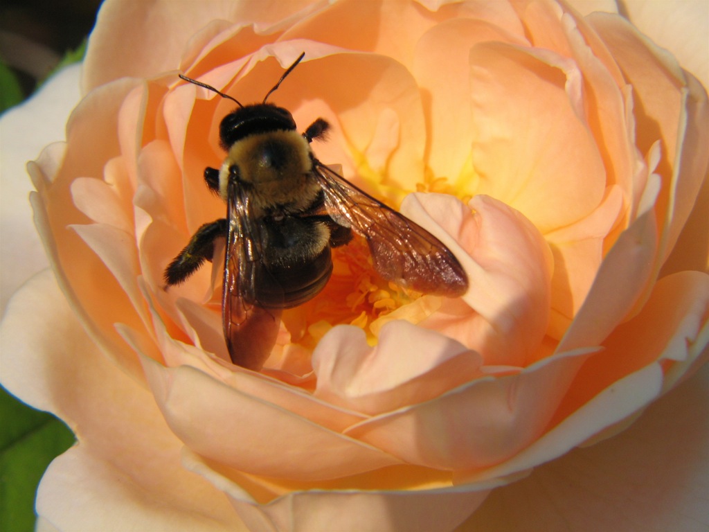 there is a large black and brown bee sitting on a flower