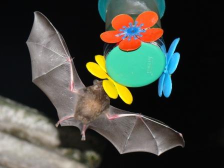 a bat hanging on to a hook near some flowers