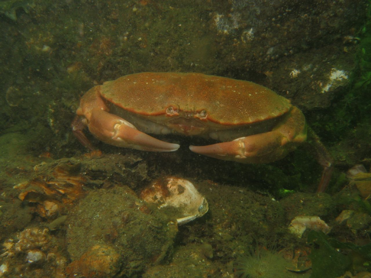 this crab is about to be pographed through the water